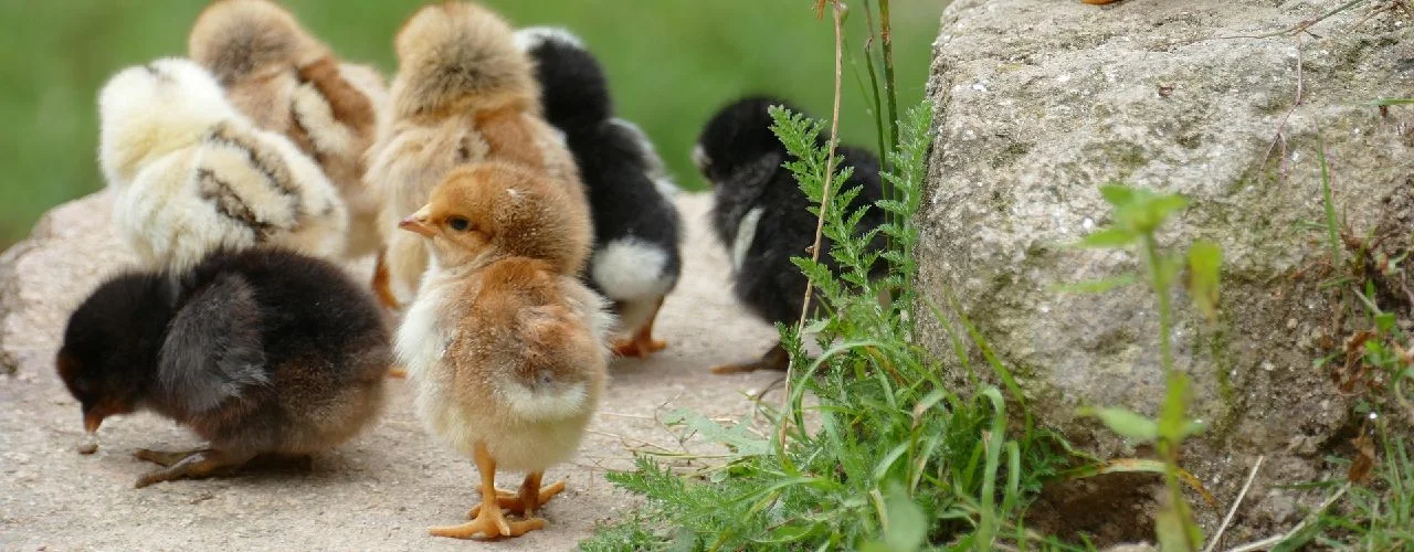 animaloterapia
